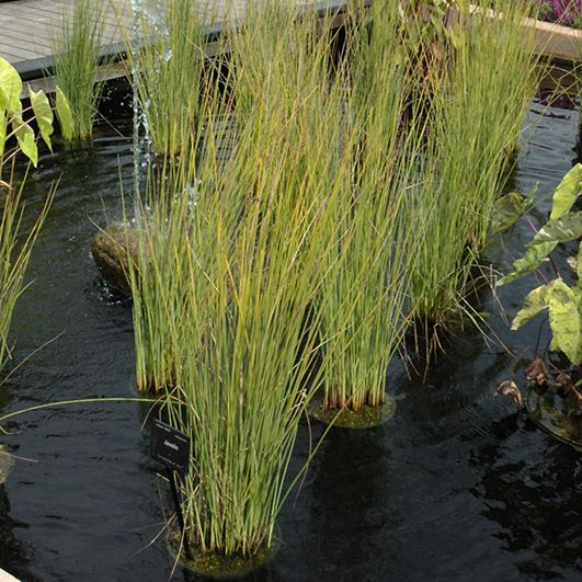 Shop the Javelin Juncus ShrubHub Nursery