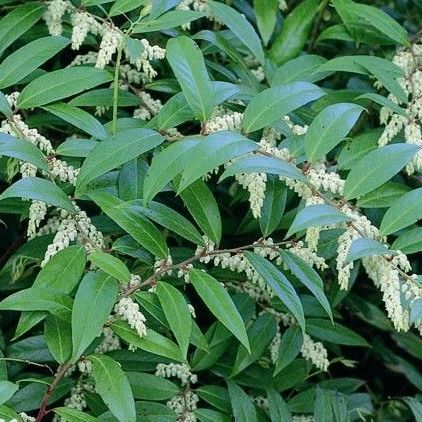 Florida Leucothoe image