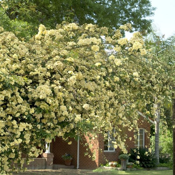 Shop the Lady Banks Climbing Rose ShrubHub Nursery