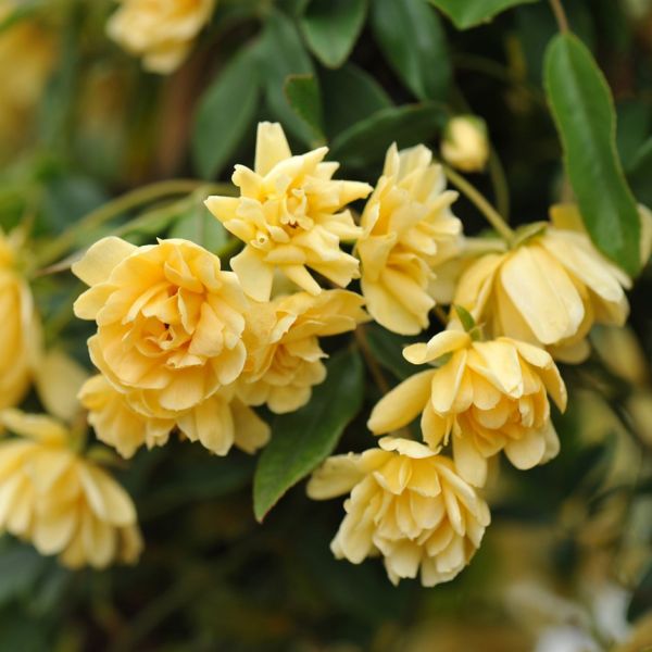 Shop the Lady Banks Climbing Rose ShrubHub Nursery