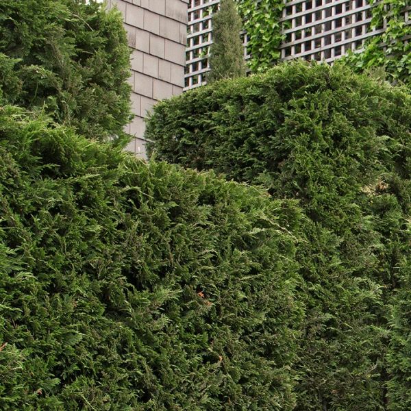 Shop the Leighton Green Conifer ShrubHub Nursery