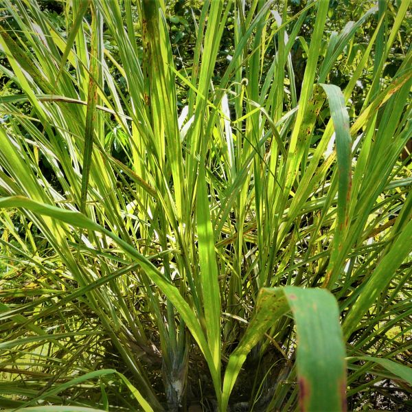 Lemon Grass image