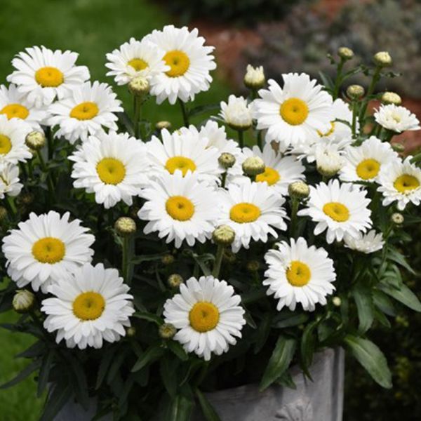 Sweety Daisy Jane Shasta Daisy Vibrant and Charming Leucanthemum X