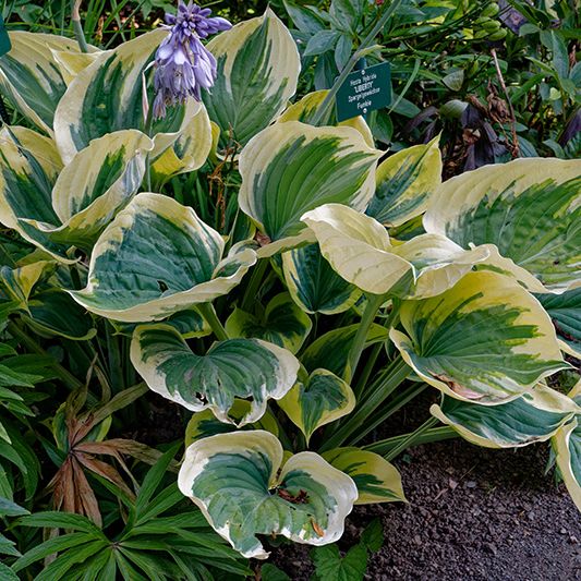 Liberty Hosta image