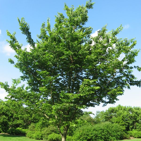 Magnifica Hackberry image