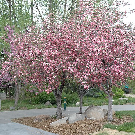 Shop the Brandywine Crabapple | ShrubHub Nursery