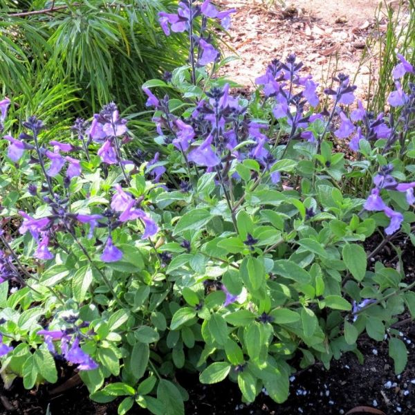 Mesa Azure Salvia image