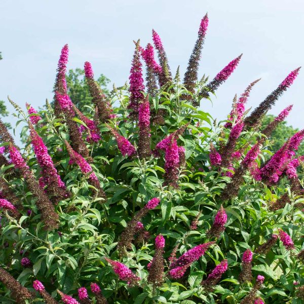 Miss Molly Butterfly Bush image