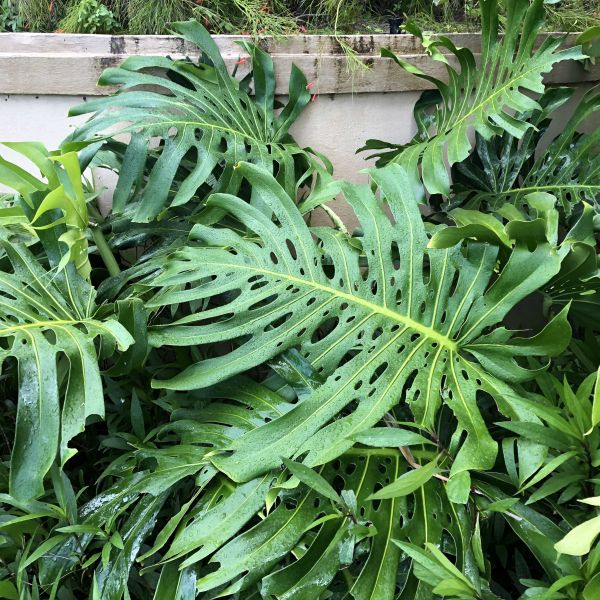 Swiss Cheese Plant image
