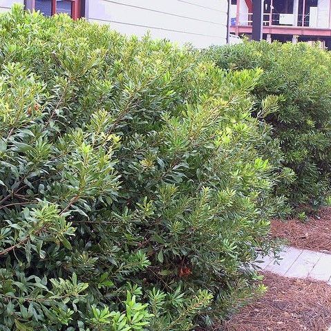 Little Bull Wax Myrtle image