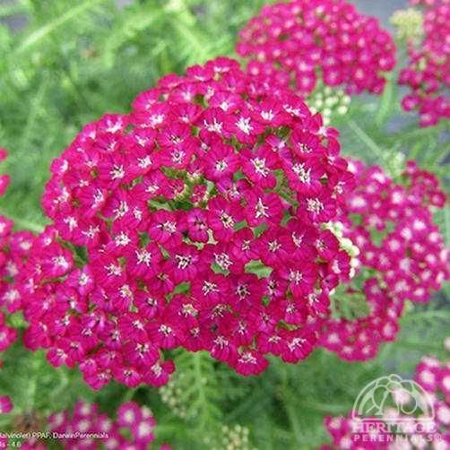 Shop the New Vintage Violete Yarrow | ShrubHub Nursery