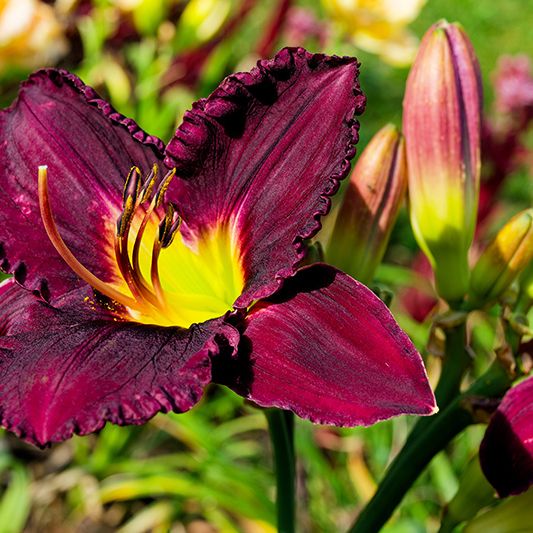 Nosferatu Daylily image