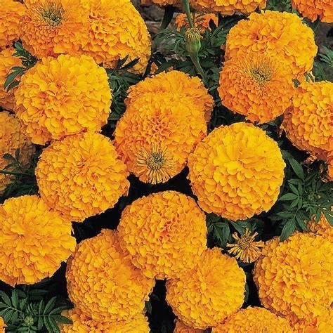 Marigold image