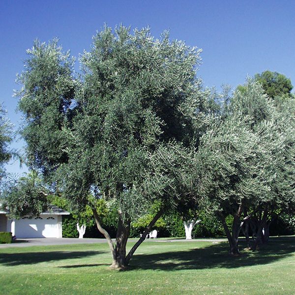 Fruitless Olive image