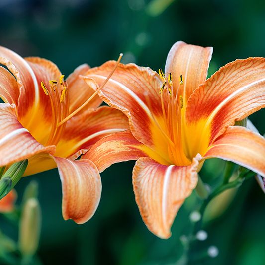 Daylily 'Orange Monarch' Bareroot image