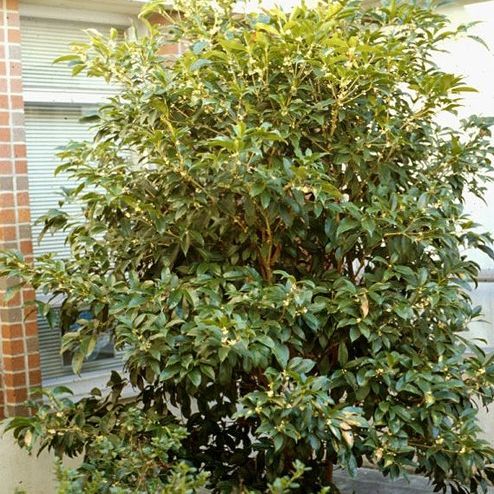 Fragrant Tea Olive image