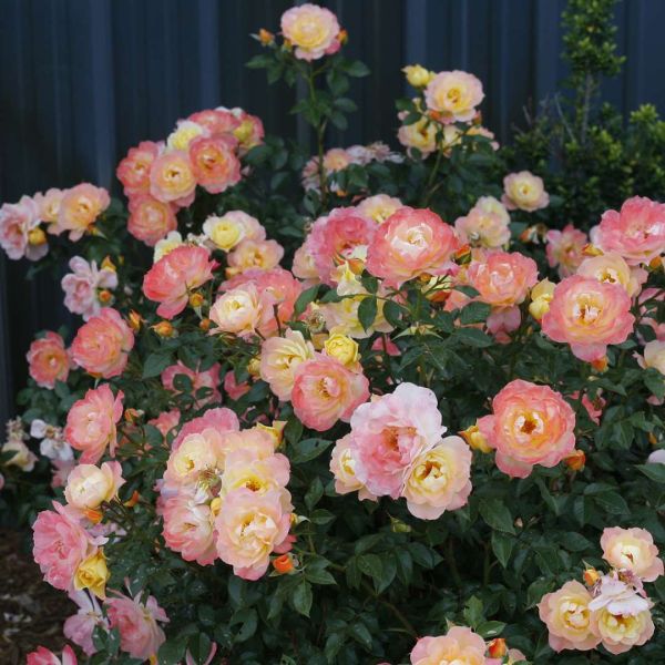 Oso Easy Italian Ice Rose image