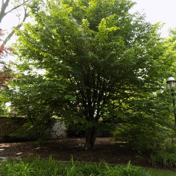 Shop the Persian Ironwood ShrubHub Nursery