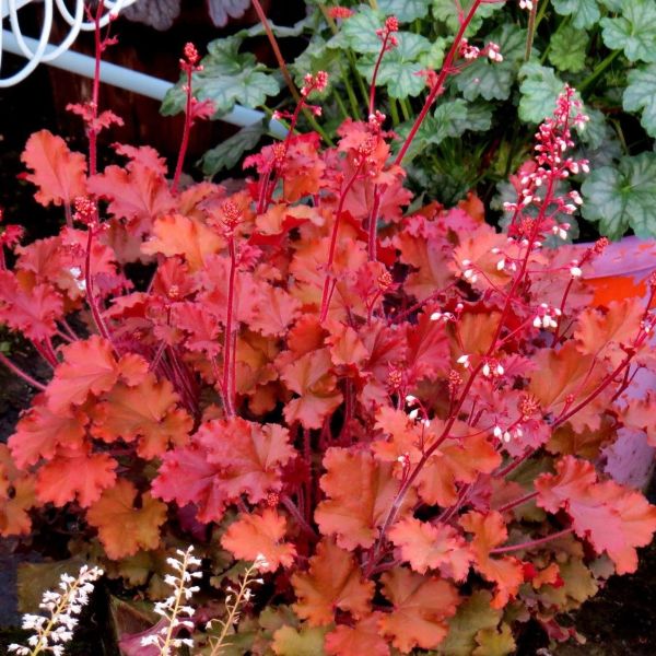 Peach Crisp Coral Bells image