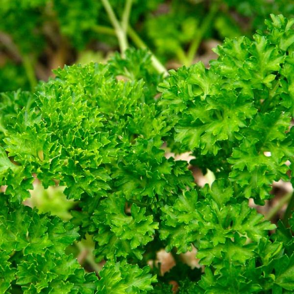 Parsley image