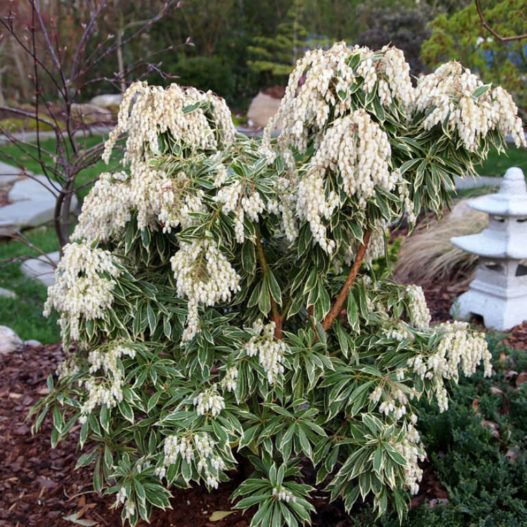 Variegated Japanese Andromeda image
