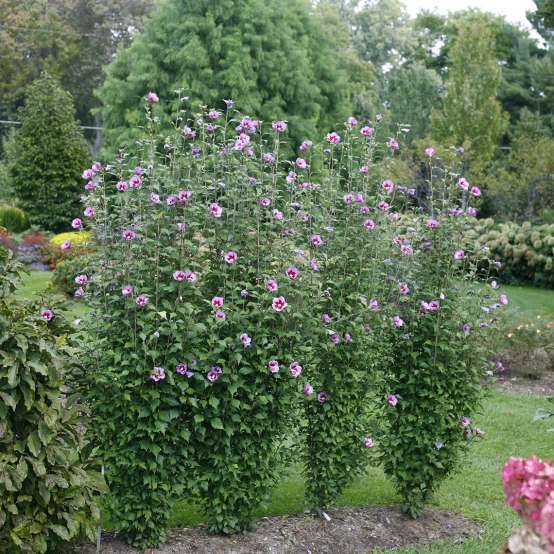 Purple Pillar Rose of Sharon image