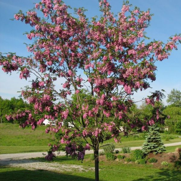 Purple Robe Locust Tree Robinia pseudoacacia 'Purple Robe' Fast