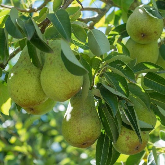Shop the Bartlett Pear ShrubHub Nursery