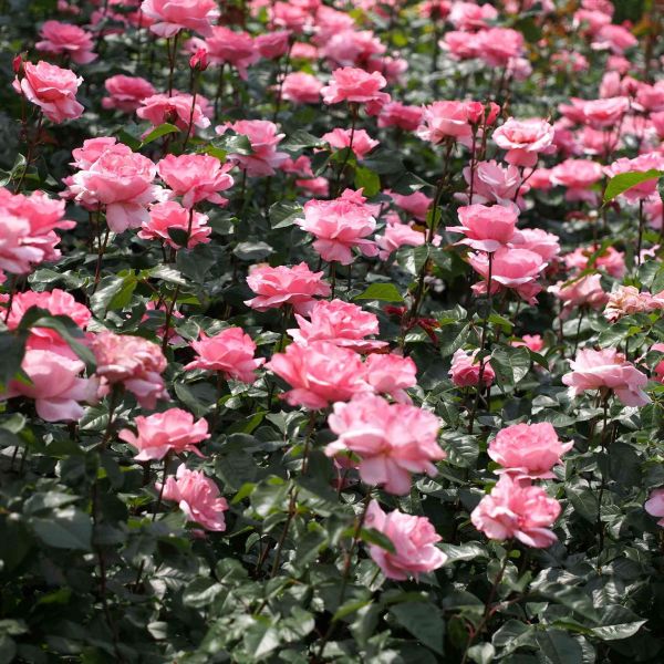 Queen Elizabeth Rose (Rosa 'Queen Elizabeth'): A Classic Beauty fit for  Royalty