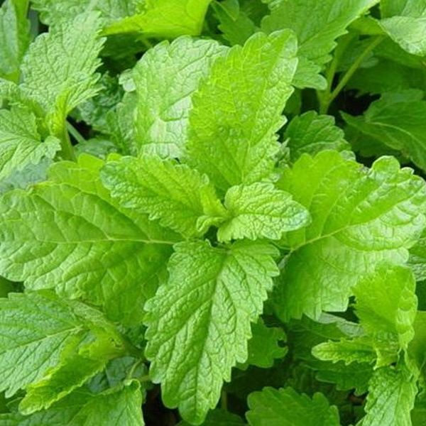 Lemon Balm image