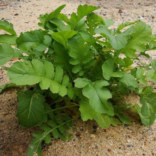 Radish image