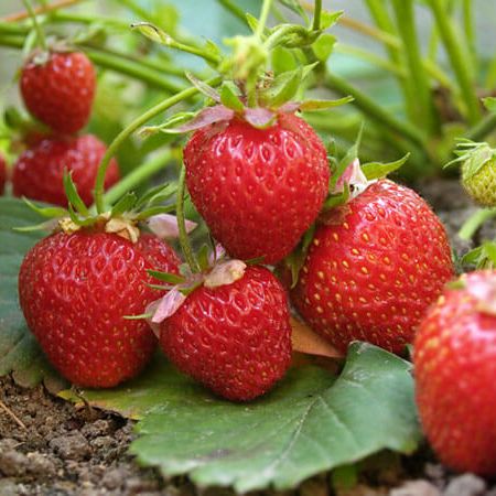 historie Hen imod vest Red Gauntlet Strawberry: Fragaria x ananassa 'Red Gauntlet' - Premium  Quality, Juicy and Flavorful Berries