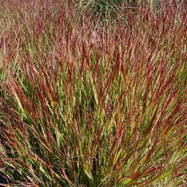 Red Switch Grass image
