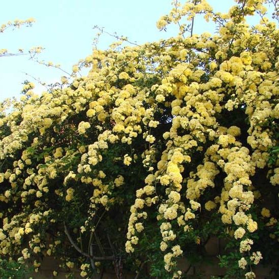 Discover a Variety of Stunning Shrubs for Your Garden Discover a Variety of Stunning Shrubs for Your Garden