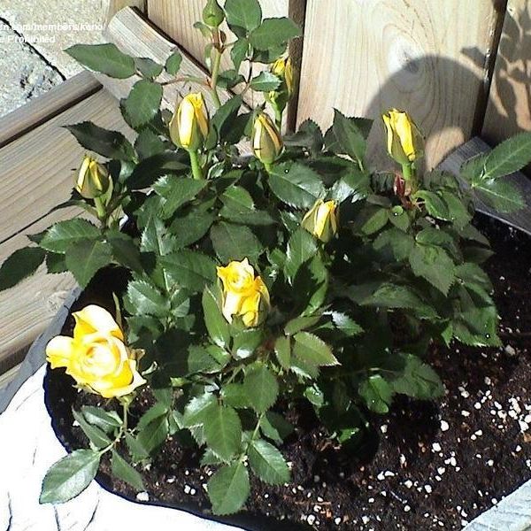 Miniature Rose 'Sunny Kordana' image