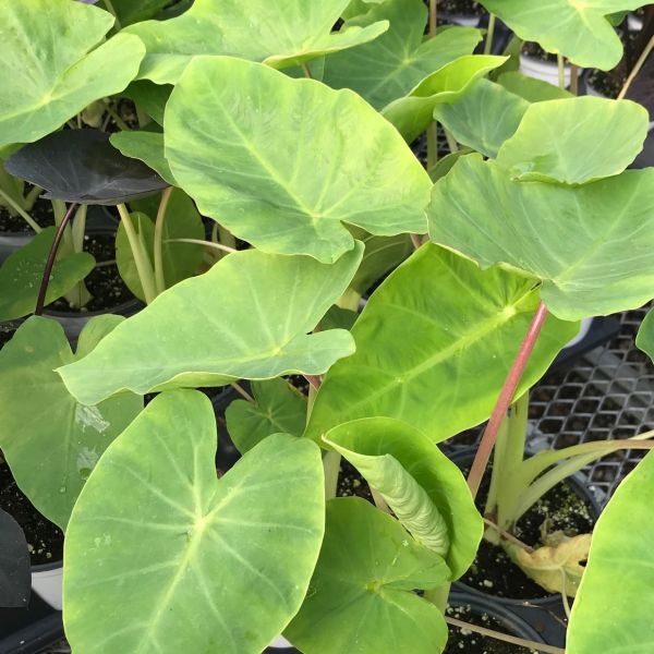 Royal Hawaiian Maui Gold Elephant Ear image