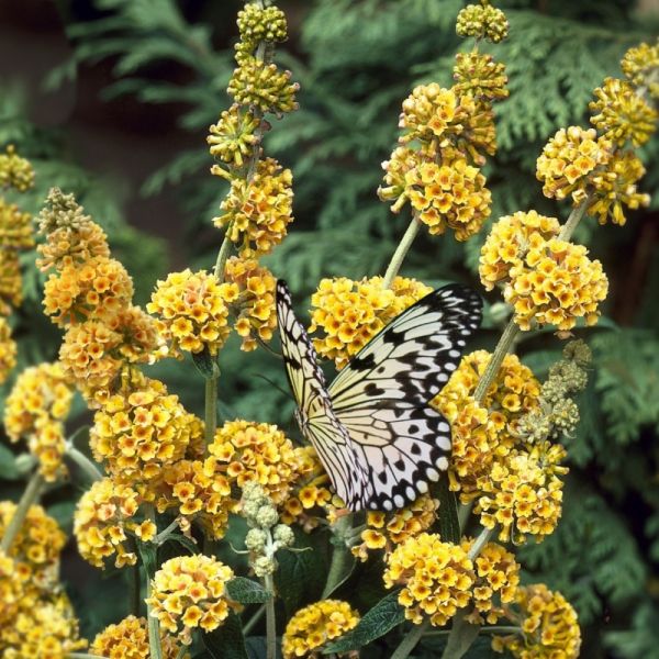 Buddleia Honeycomb With Yellow Flowers image