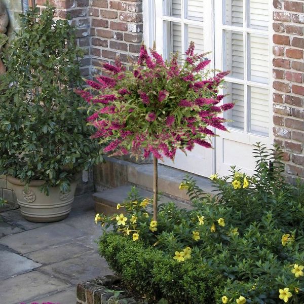 Buddleia Blaze Pink Tree image