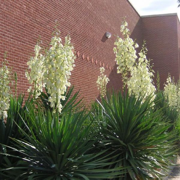 Shop the Soft Leaf Yucca ShrubHub Nursery