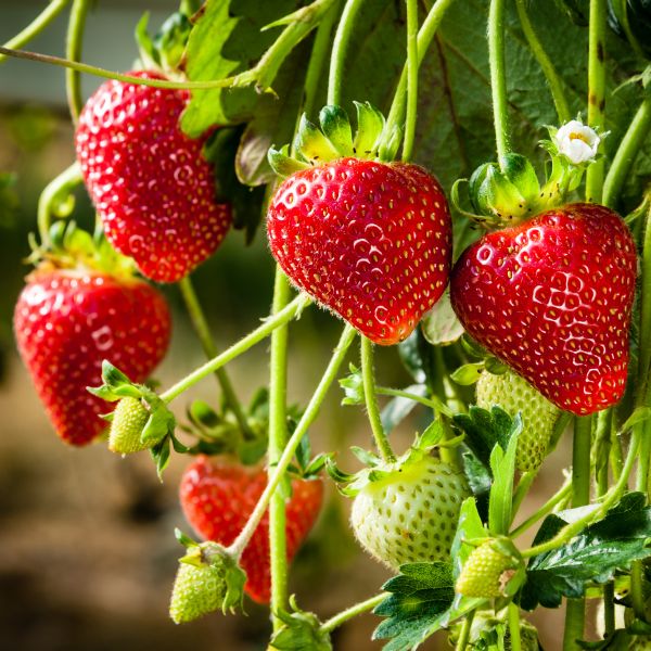 Adina Strawberry image