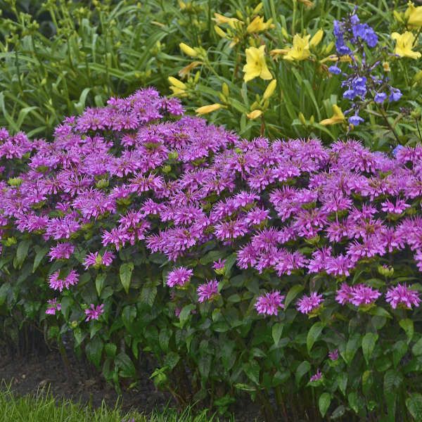 Sugar Buzz Grape Gumball Bee Balm image