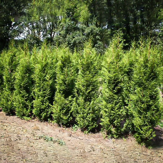 Sugar and Spice Arborvitae image