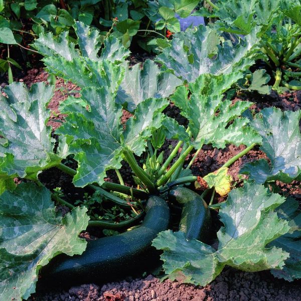Summer Squash image