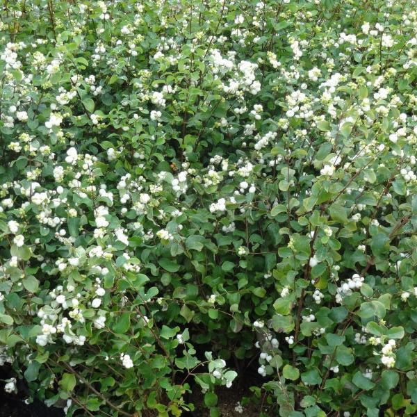 Symphoricarpos albus (Common Snowberry, Upright snowberry, White snowberry)