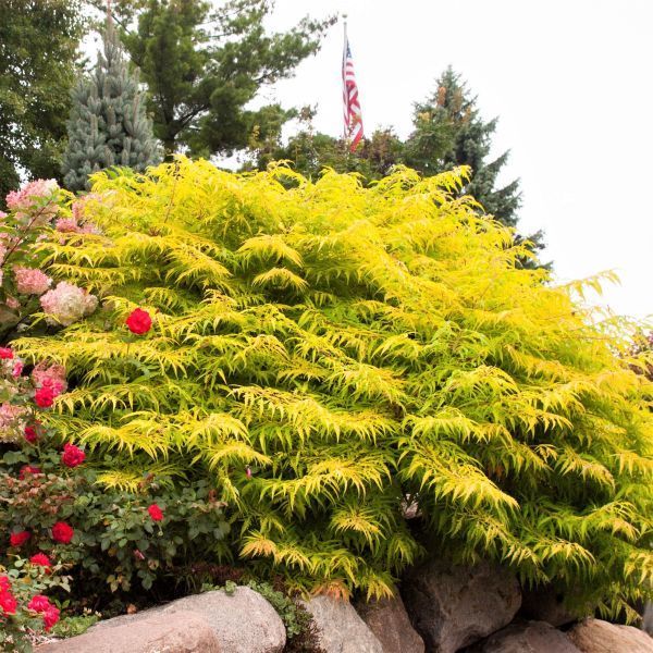 Bare Root Staghorn Sumac (Rhus typhina)