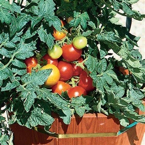 Tomato image