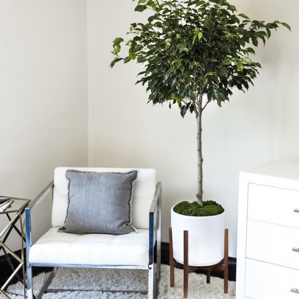Medium Ficus Midnight Tree image