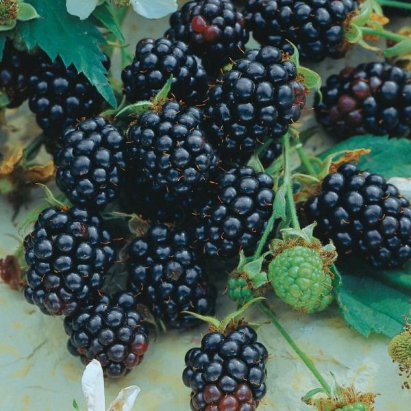 Triple Crown Thornless Blackberry image