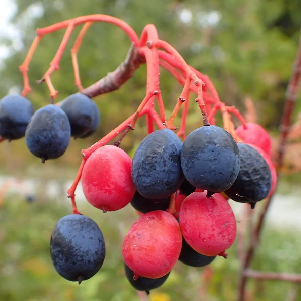 Nannyberry Viburnum image