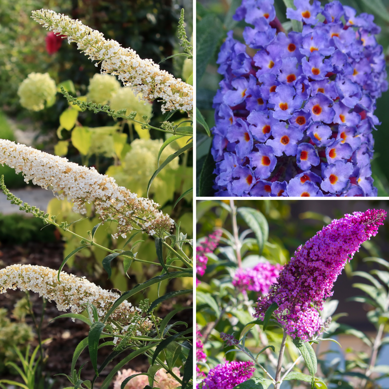 Perfecta Trifecta Butterfly Bush image